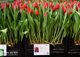 Red Power | Тюльпан | Jan de Wit en Zonen B.V.